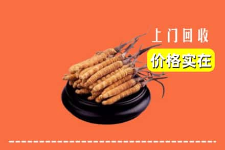 武汉蔡甸区回收冬虫夏草